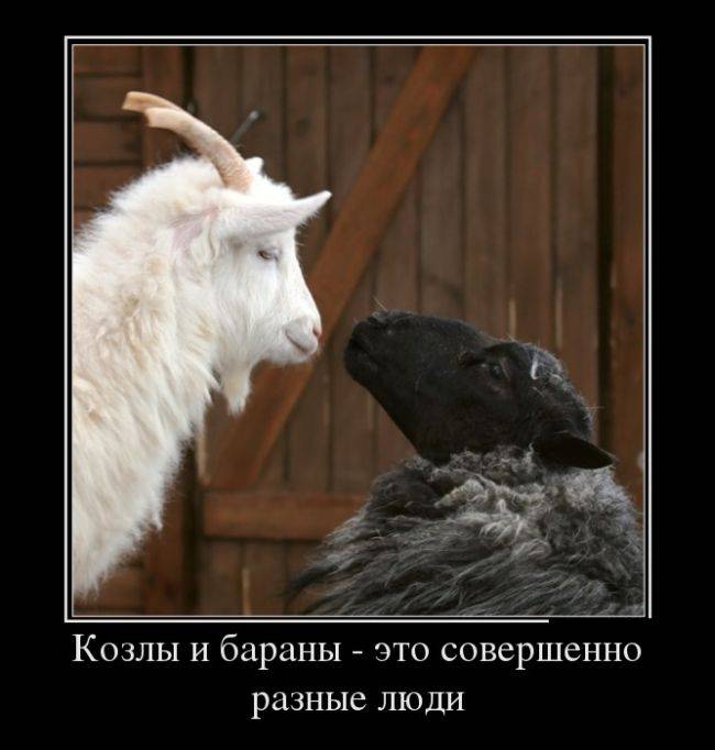 Козлы и бараны.
