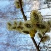 Весна пушистая Весна пушистая