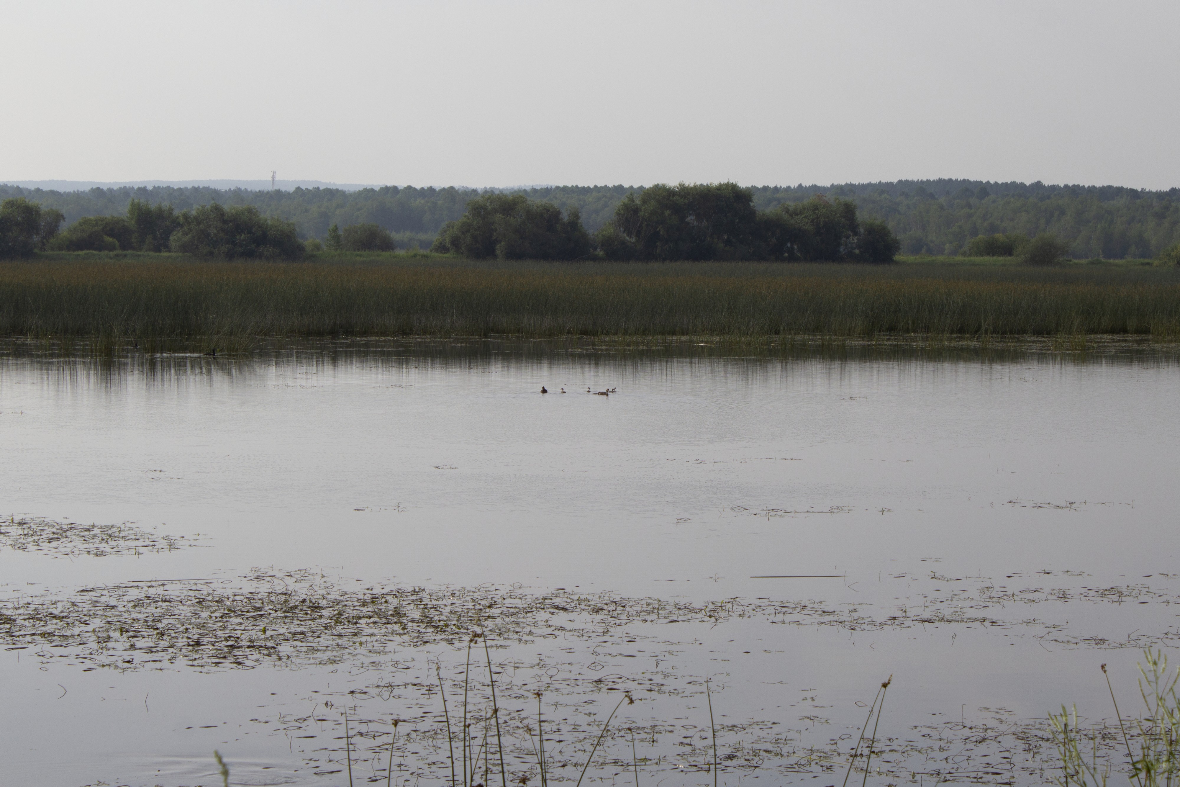 Утки. ООО Байкальская рыба. Иркутская область, Усольский район.