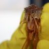 Байкальский житель Байкальский житель