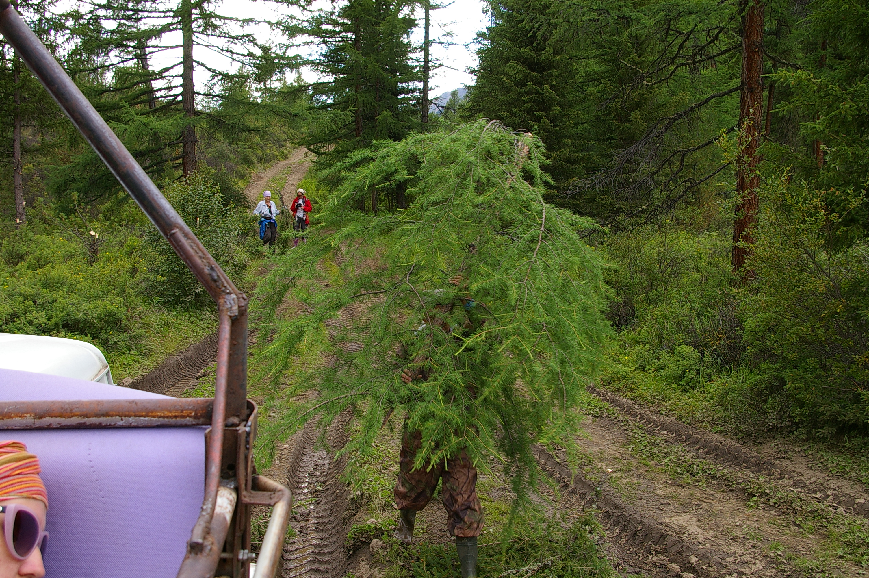 мы рубим деревья - ни шагу назад!