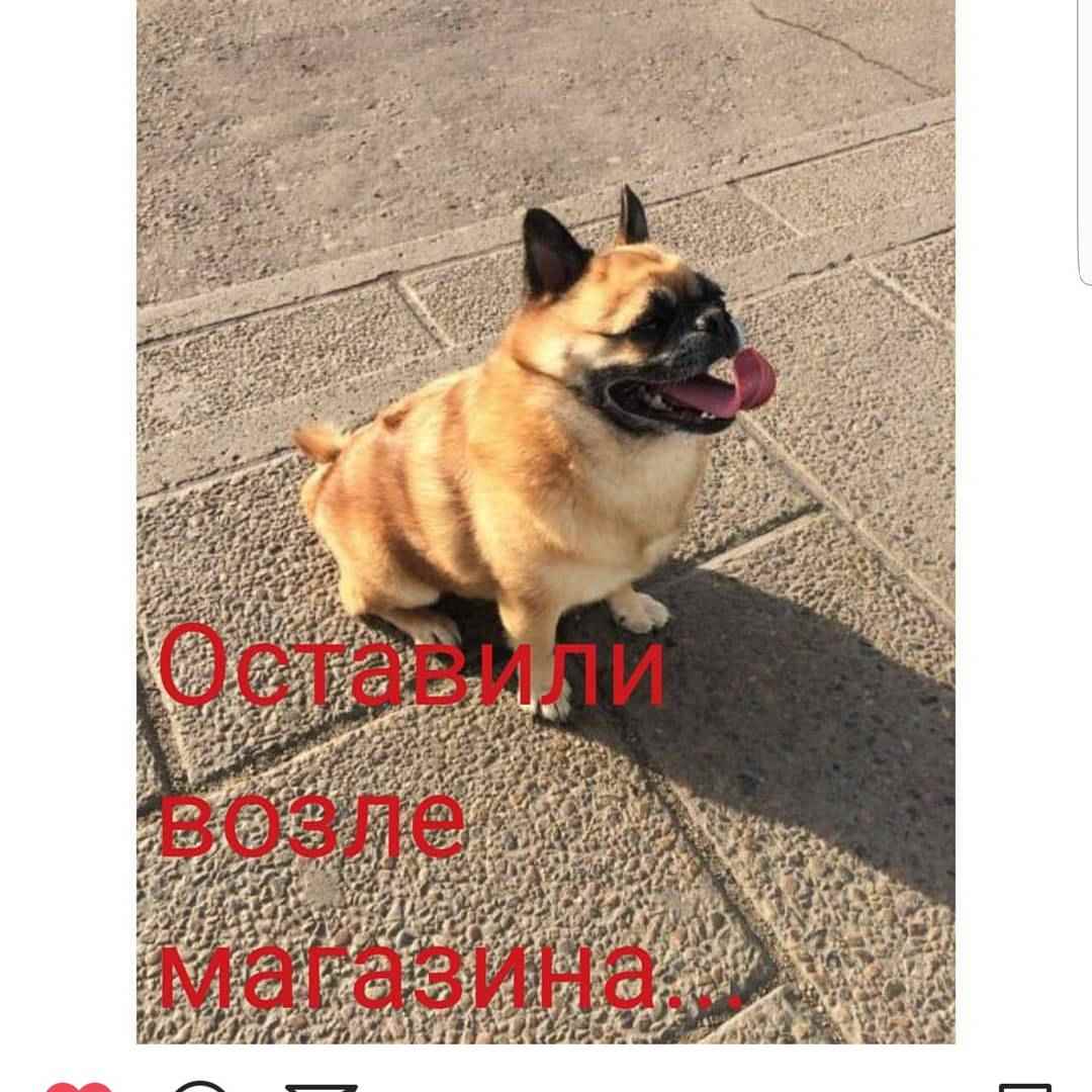 Помогите пристроить!!!!!*
