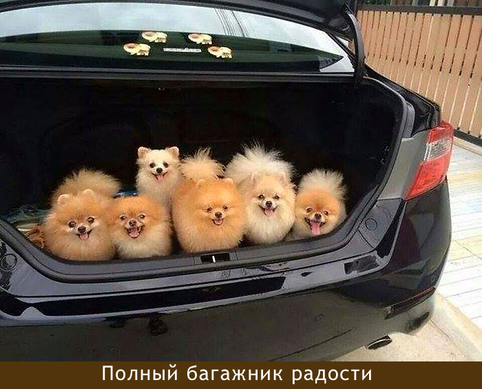 Багаж радости