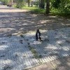 Белочка пришла
