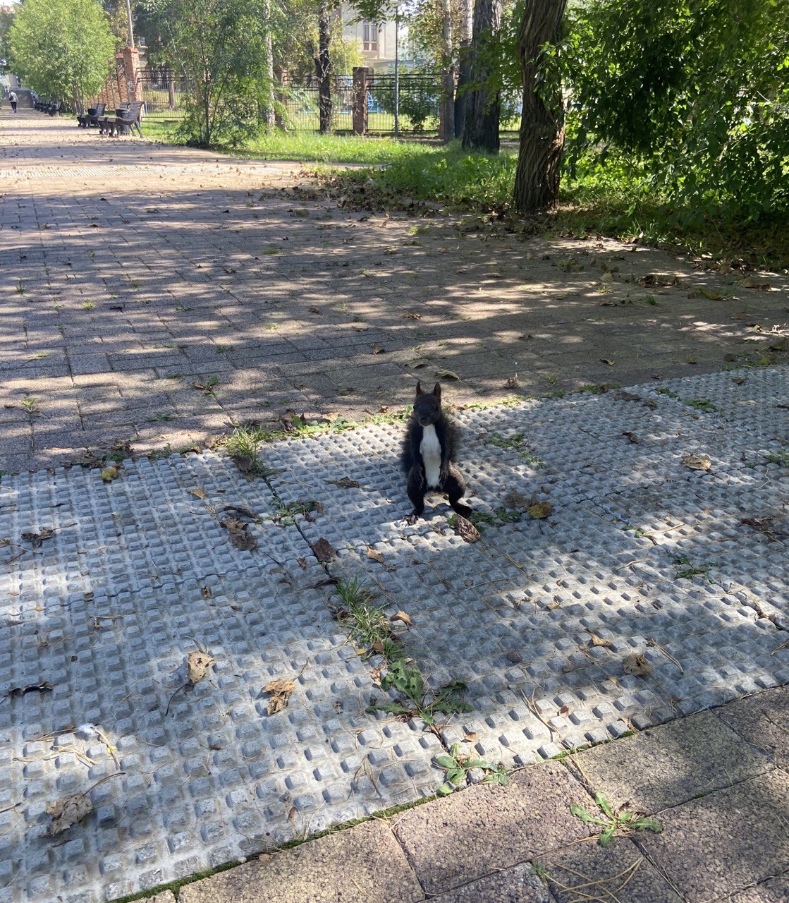 Белочка пришла