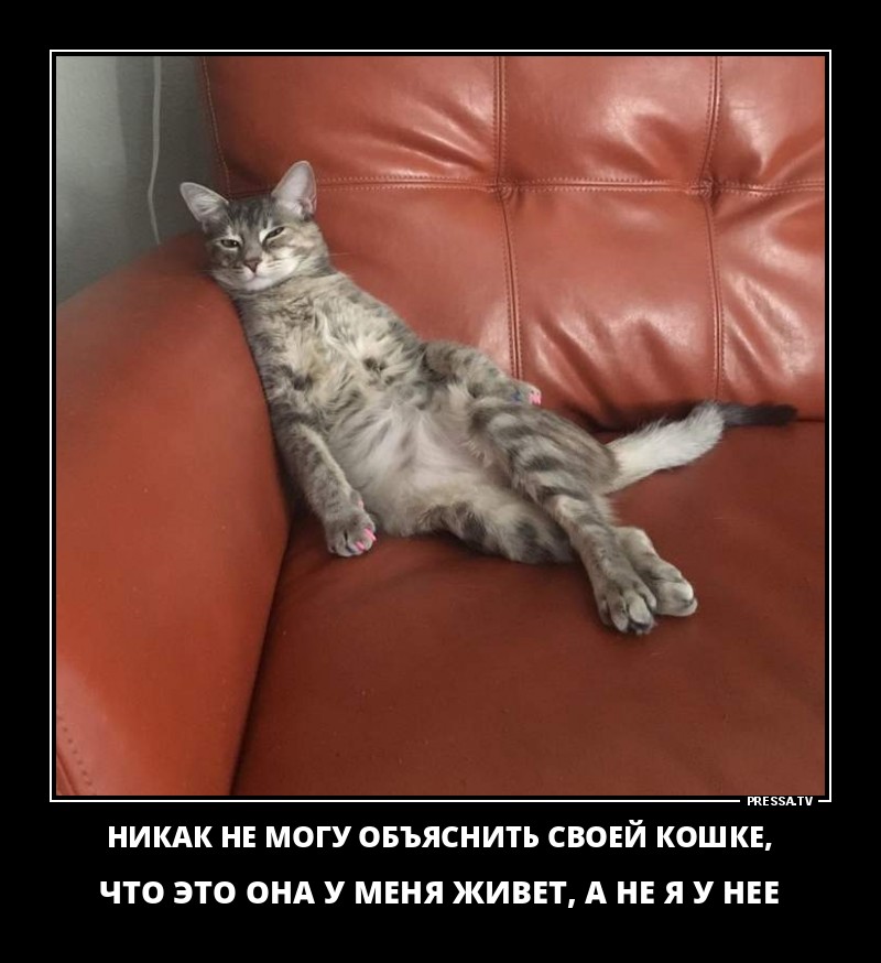 Объяснить своей кошке