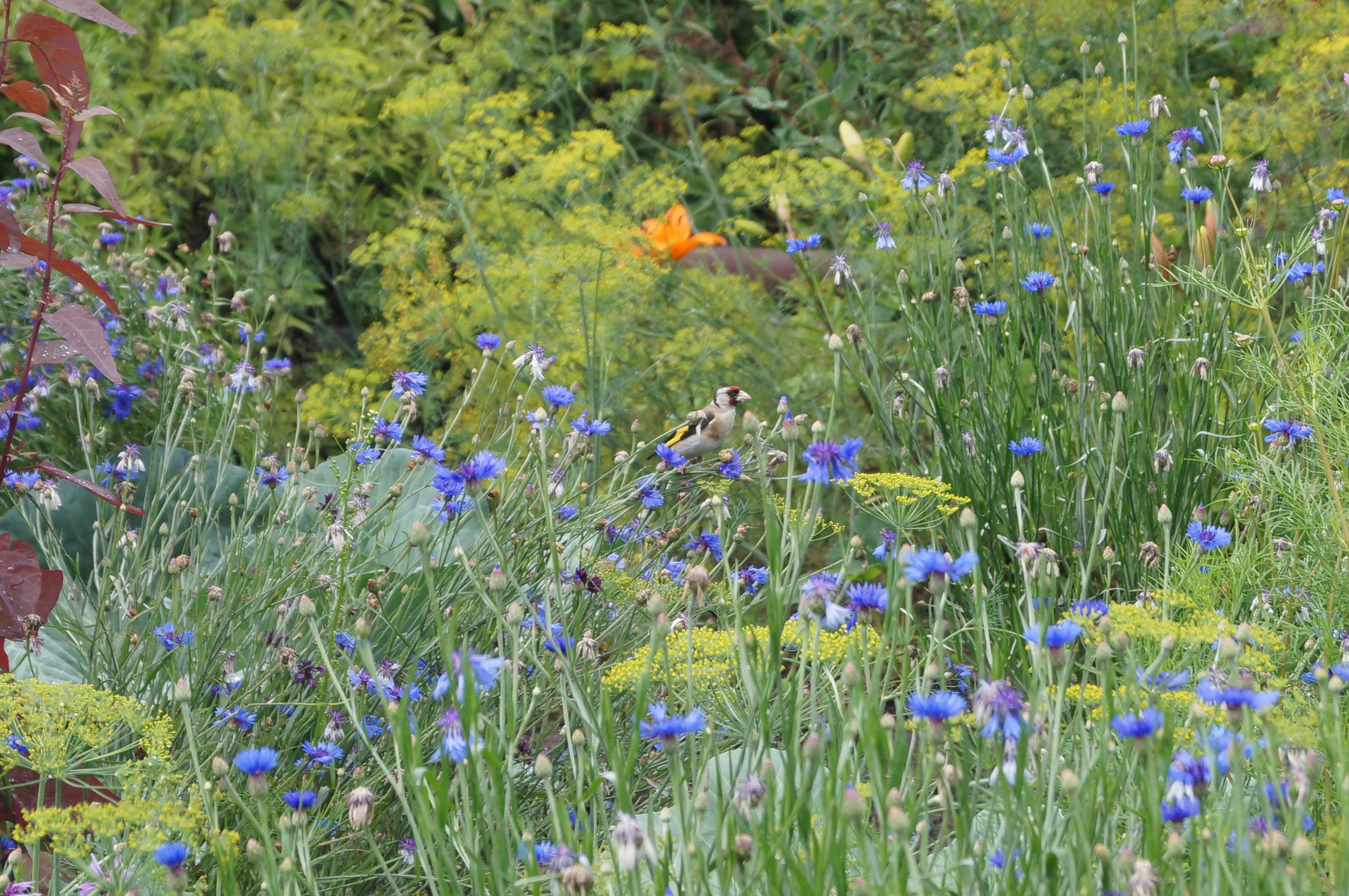 Щегол прилетел