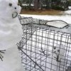 Отловля бездомных снеговичков