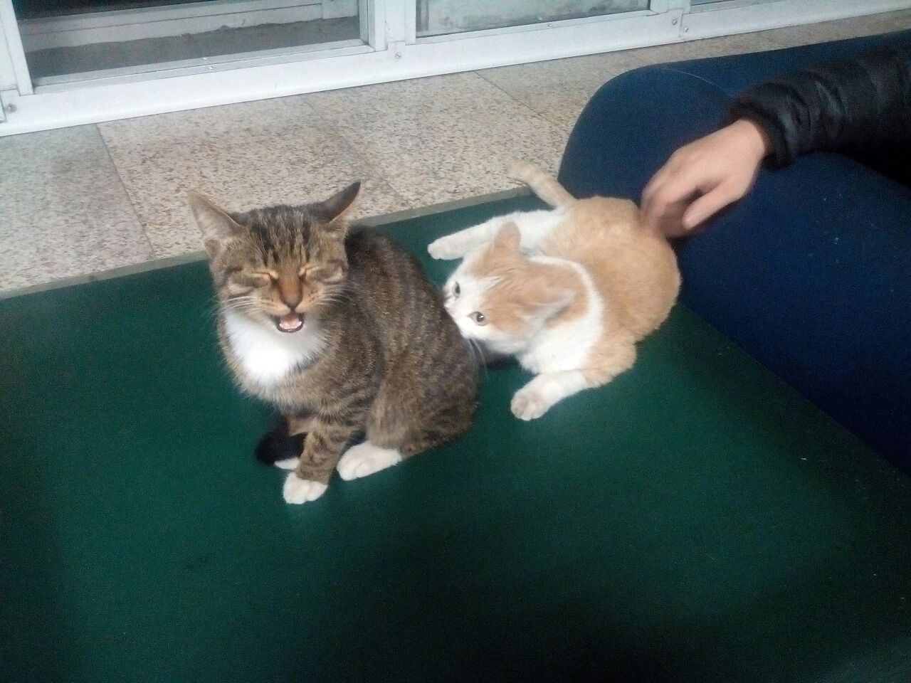 Извлечение звука из кошки