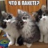 Что в пакете Что в пакете