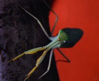 богомол богомол