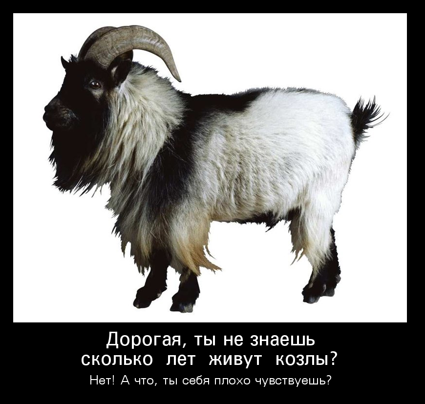 Долгожитель