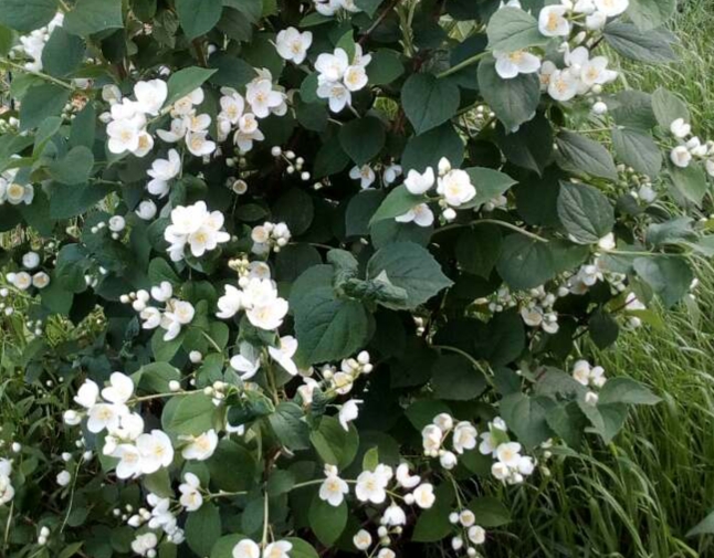 чубушник зацвел