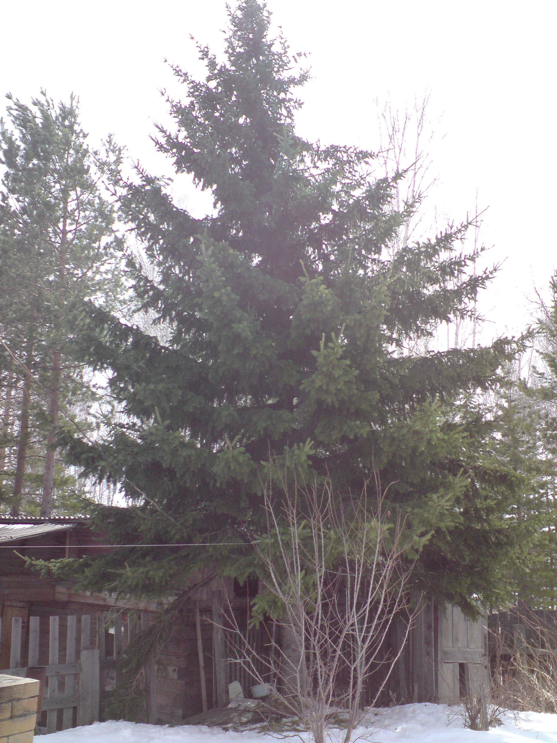 Зима.Дача.Ёлка.