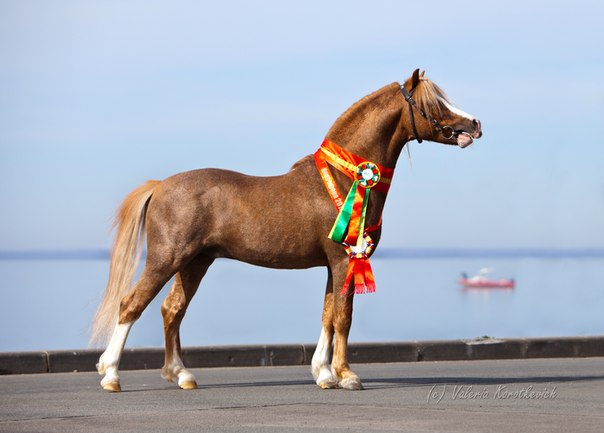 Выставка пони