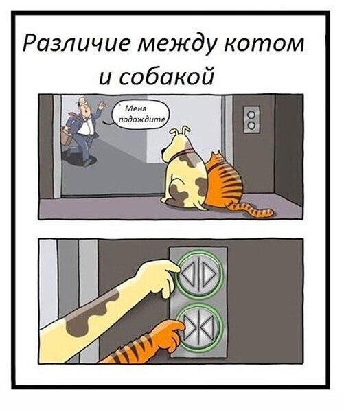 Различие между котом и собакой