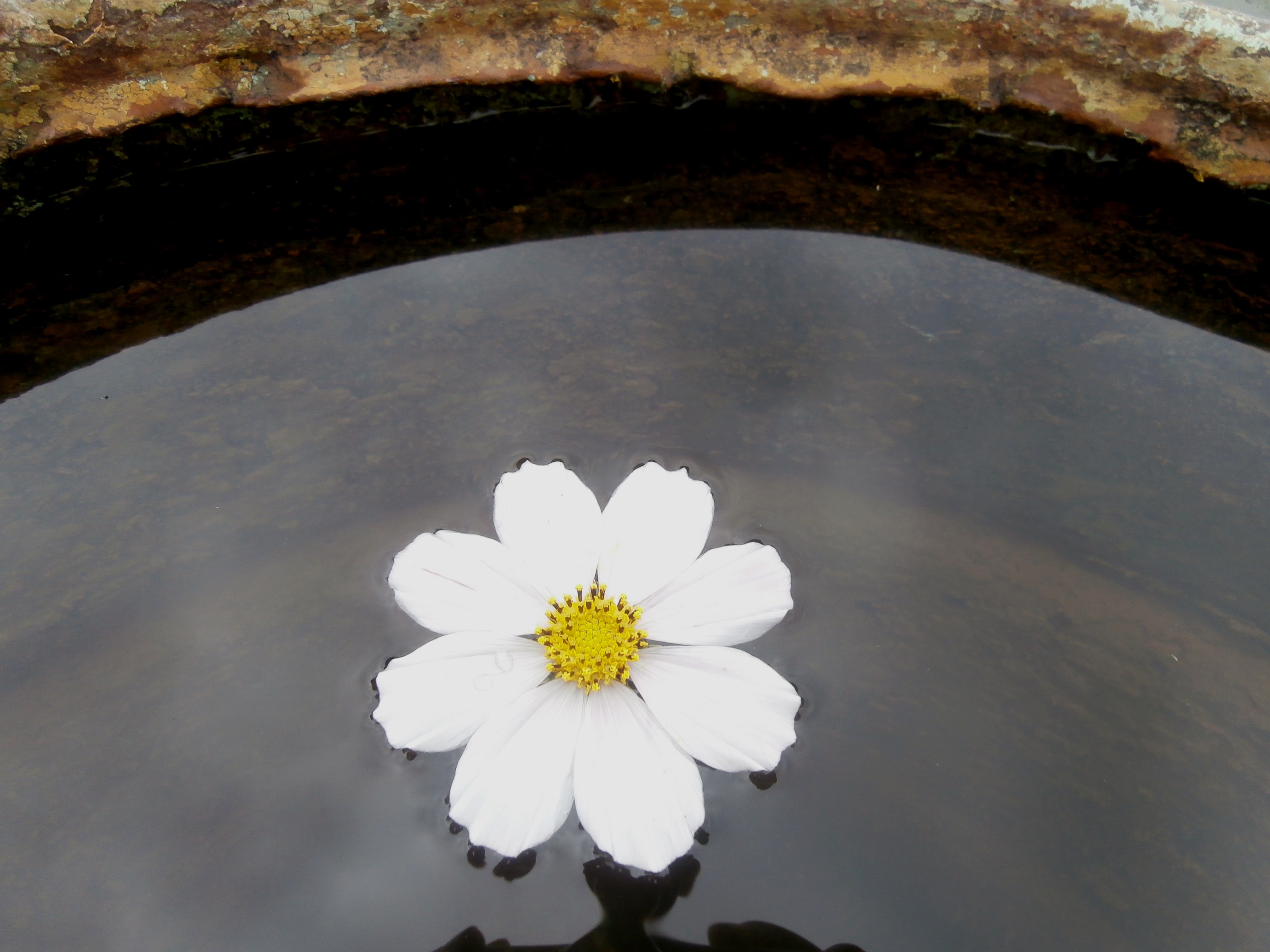 Почти кувшинка