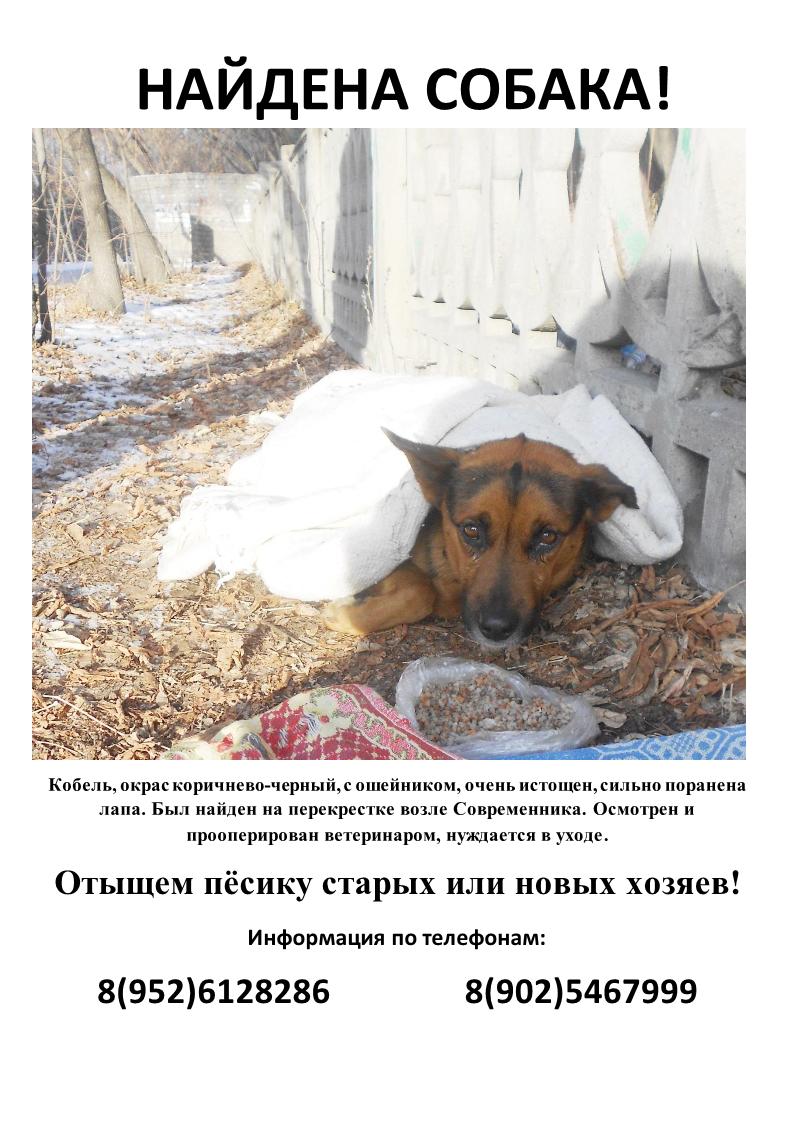 НАЙДЕНА СОБАКА