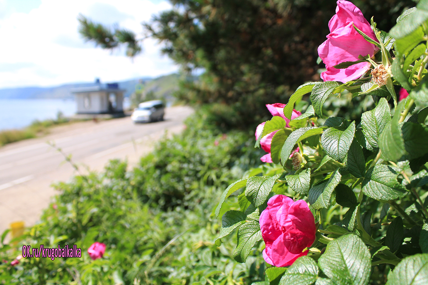 Листвянка. Остановка "Байкальский Музей".