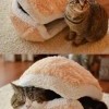Для котэ Для котэ