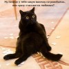 Кот и вазочка