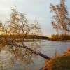 Березки над Китоем