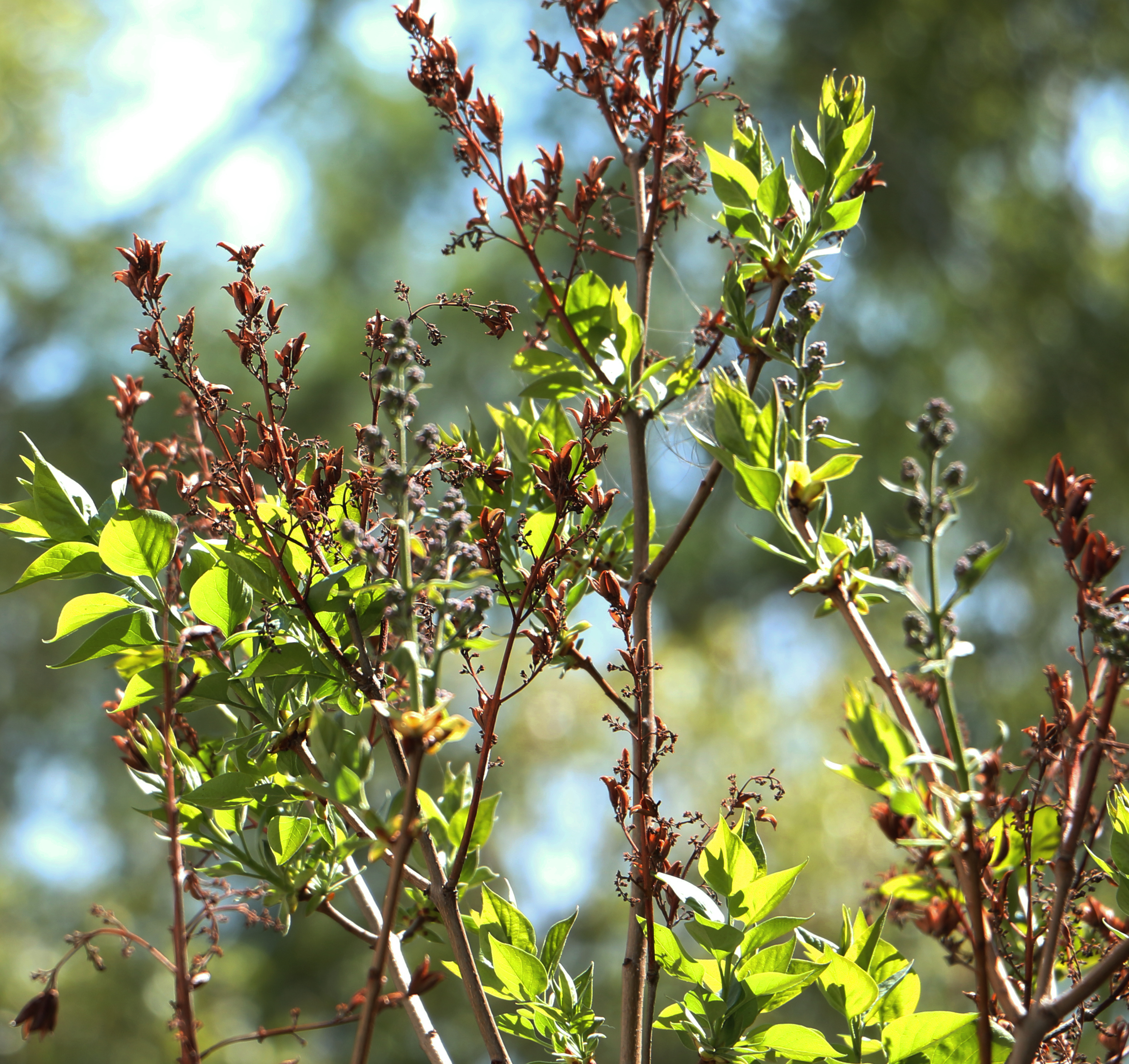Скоро зацветёт!