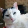 Кошкин дом Кошкин дом