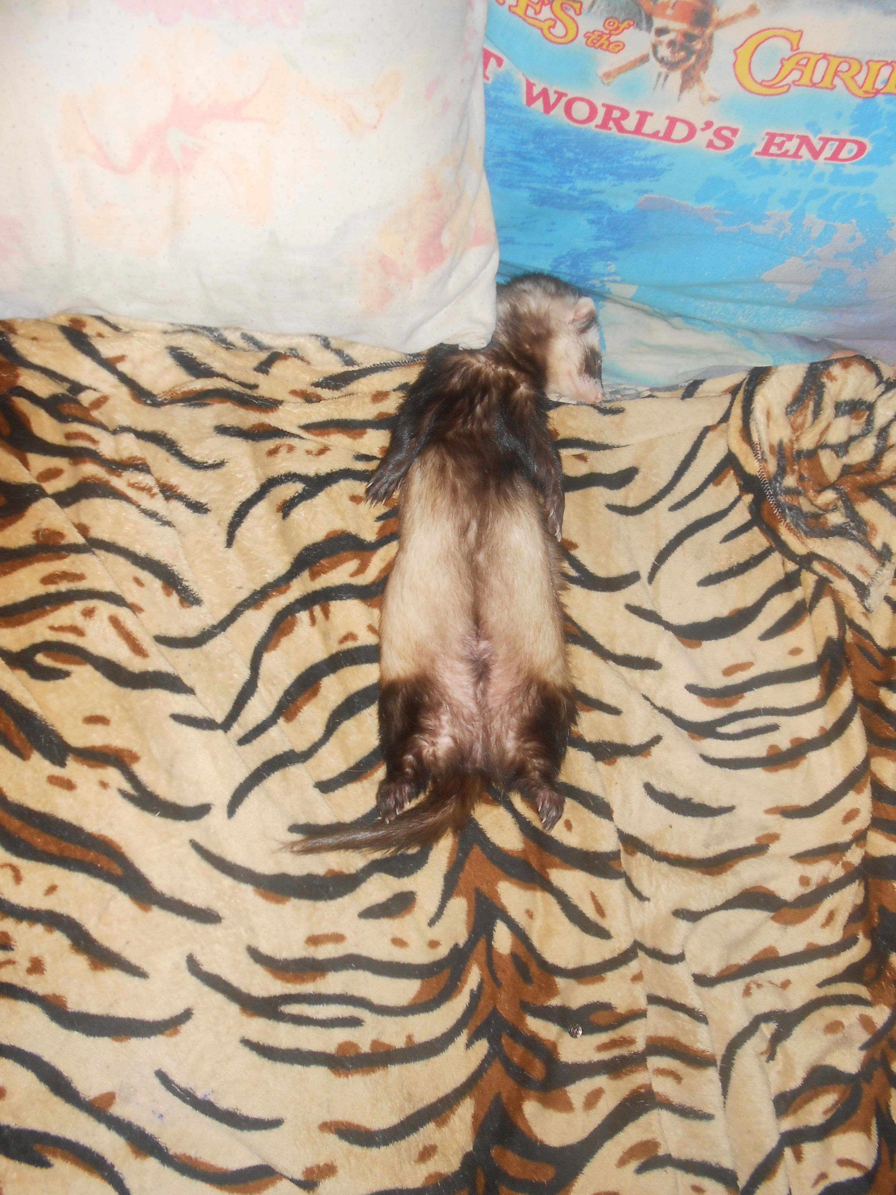 Спят усталые зверушки!