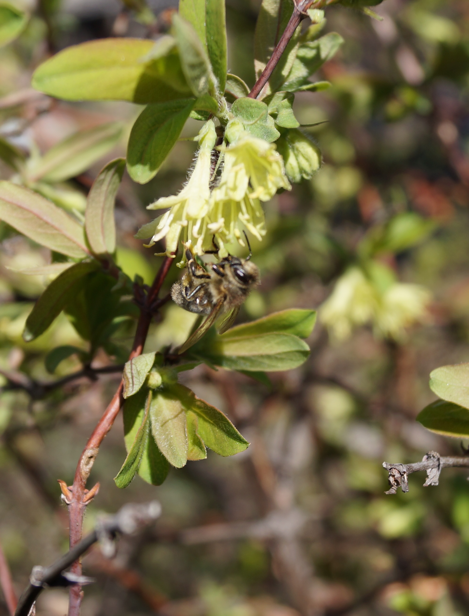 Пчела цветкует