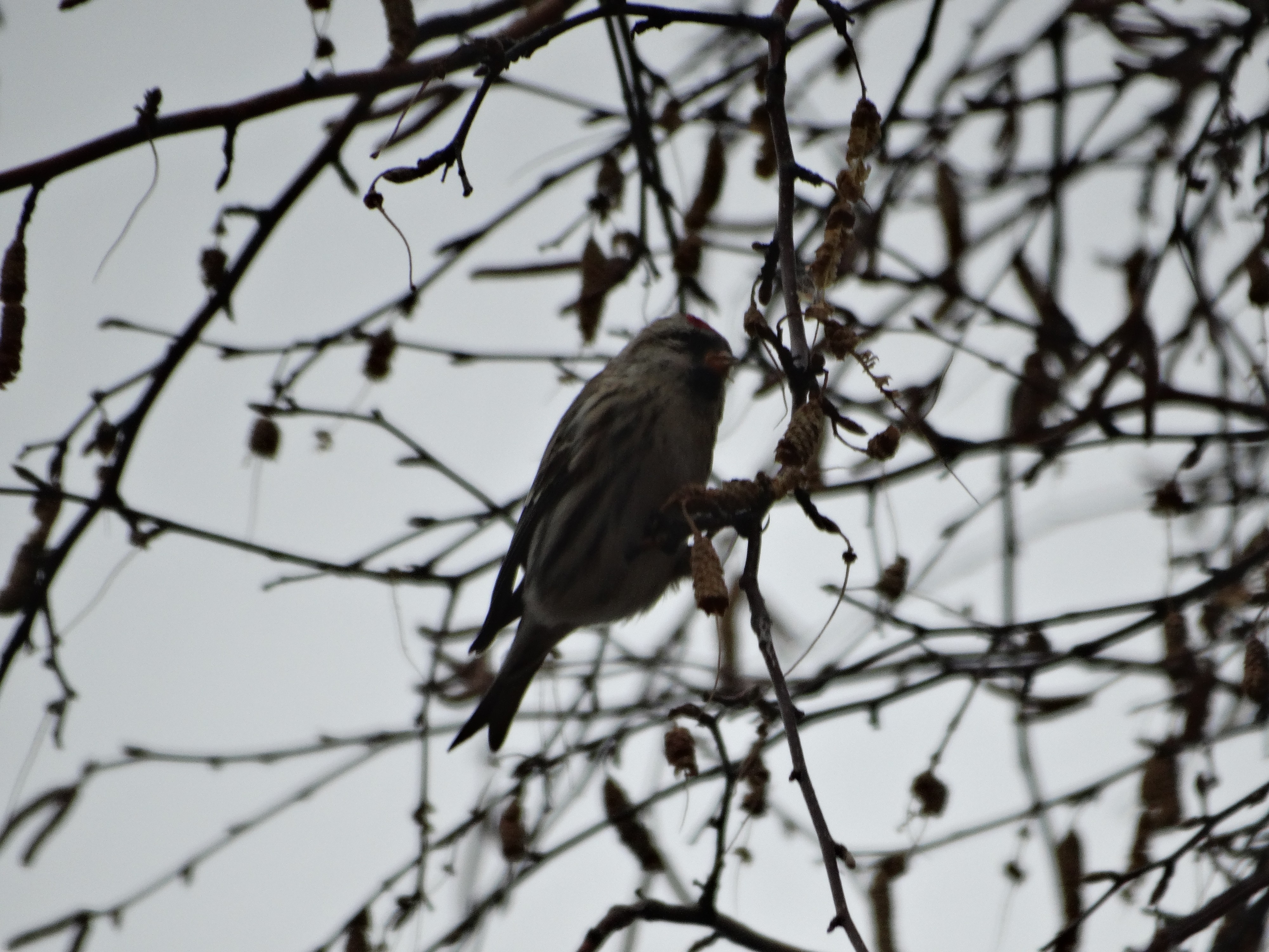Чечетки в Ангарске