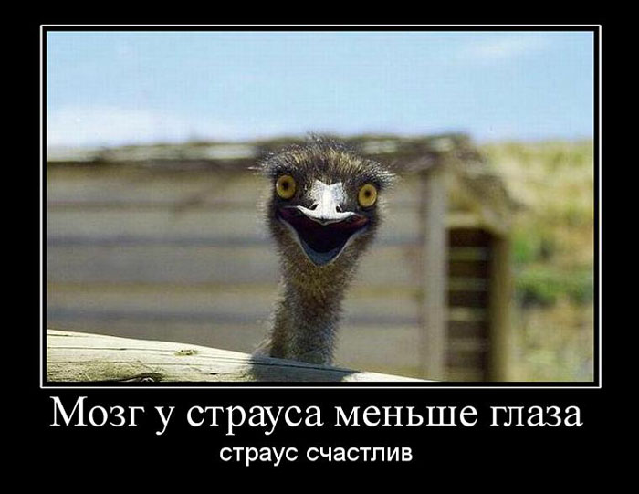 Счастливый страус