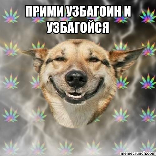 узбагонистый псэ)))))
