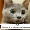 кот кот