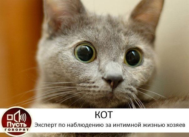 кот