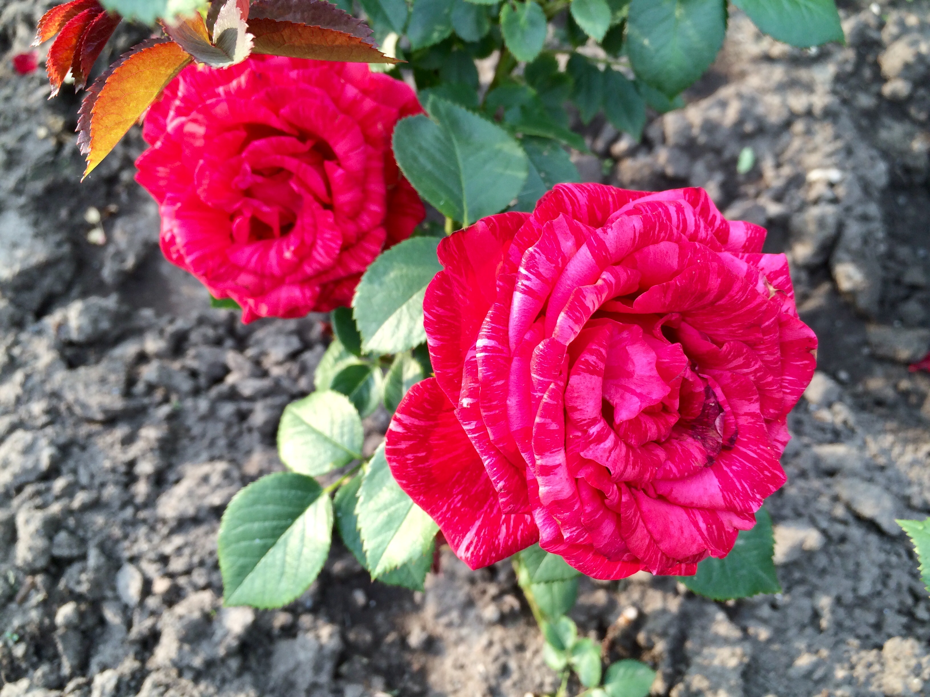 Поперечно-полосатая роза