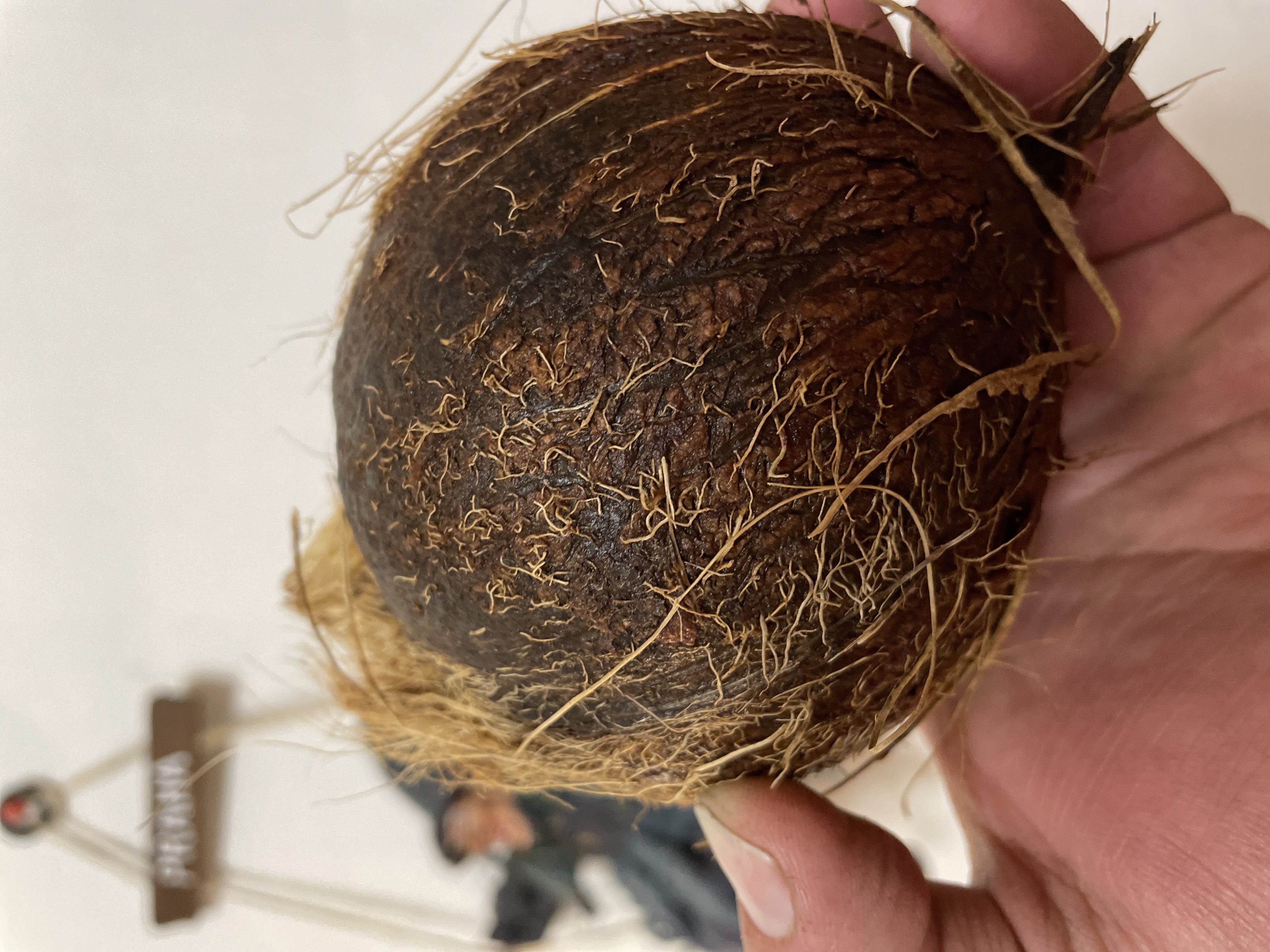 А ГДЕ кокос???? Почему КОКОС молчит???