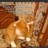 о котах