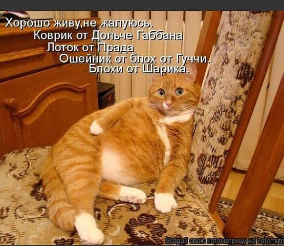 о котах