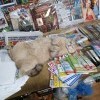 Вот так вот тяжела работа мышеловки в газетном киоске. Вот так вот тяжела работа мышеловки в газетном киоске.
