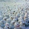 выдалась свободная минутка...вот,налепила..