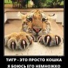 Тигр-это просто кошка Тигр-это просто кошка