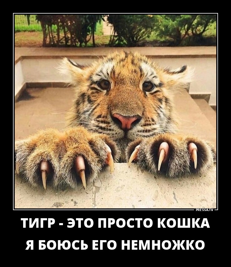 Тигр-это просто кошка