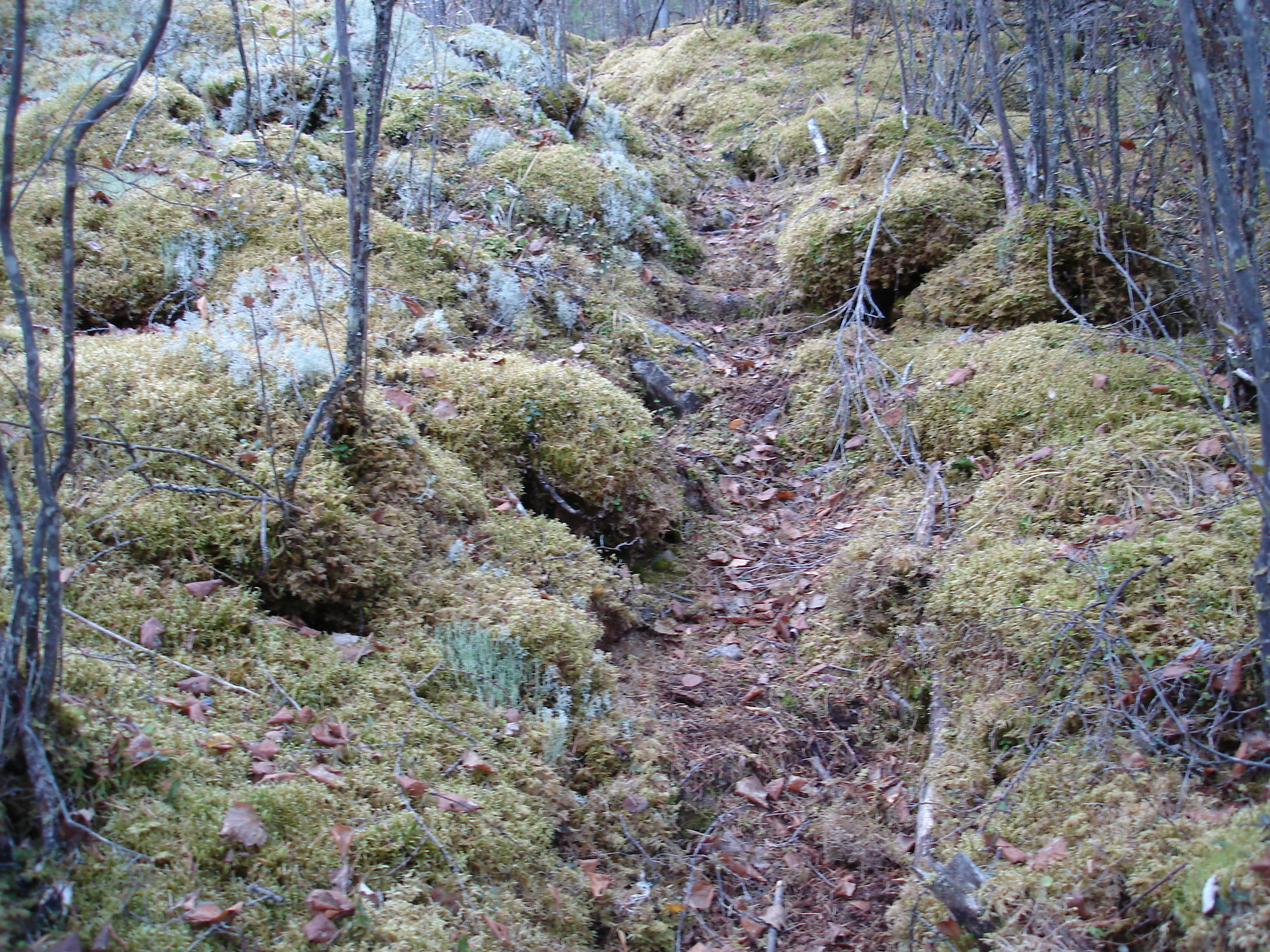 Пленер 2013