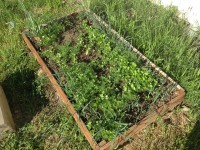 Гриль-грядка: Зелень для мяса Гриль-грядка: Зелень для мяса