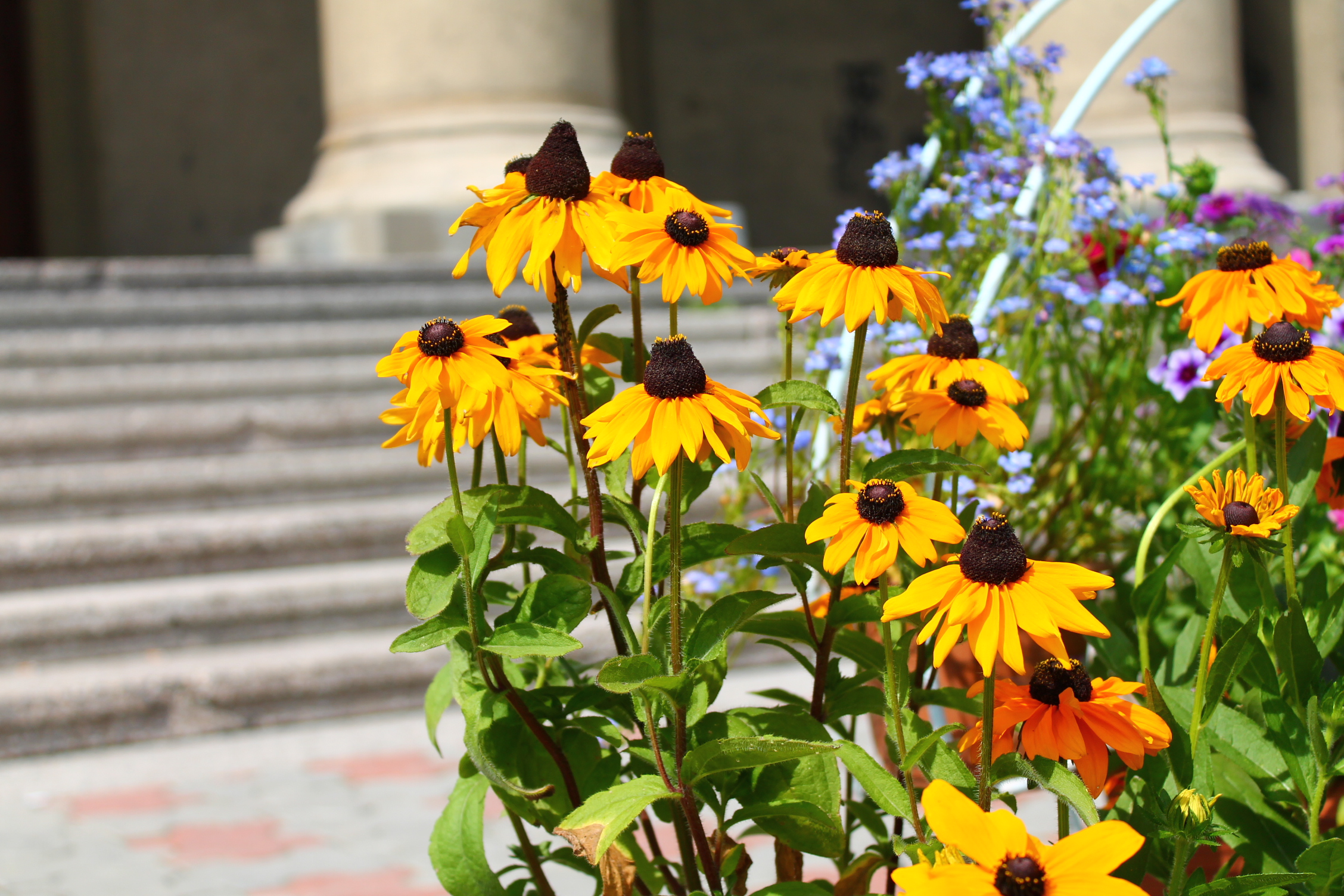 28 июля 2012 года. Ангарск. Площадь Ленина. Ярмарка «Цветы»