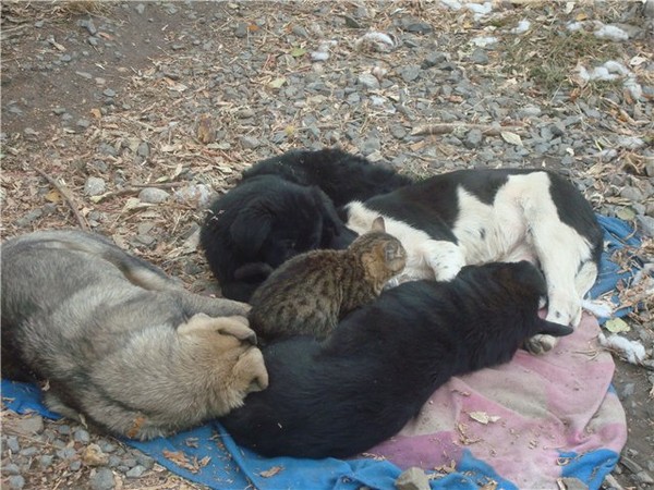 А говорят собаки и коты не дружат....