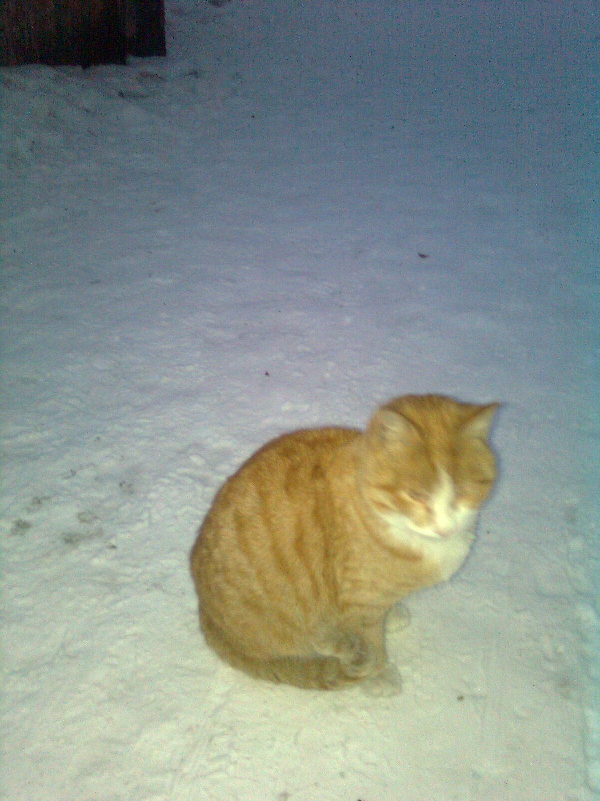 Кошак рыжий 