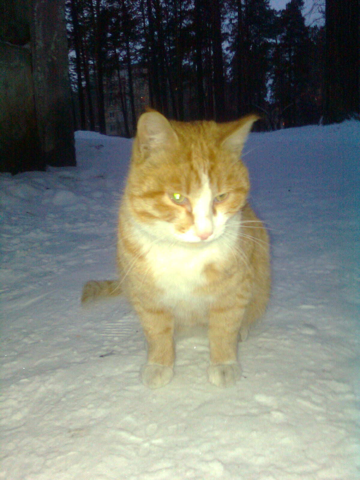 Чей кошак? Сидит у дома 8 квартала 85. 