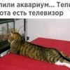 Телевизор для котэ Телевизор для котэ